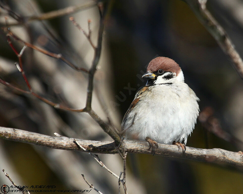 Eurasian Tree Sparrowadult post breeding, identification