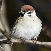 Eurasian Tree Sparrow