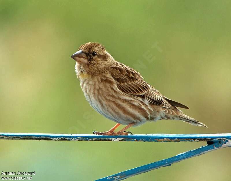 Rock Sparrowadult breeding, identification
