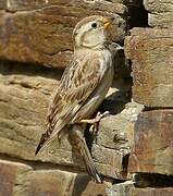 Rock Sparrow