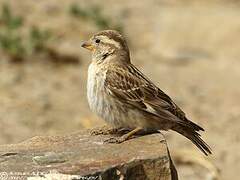 Rock Sparrow