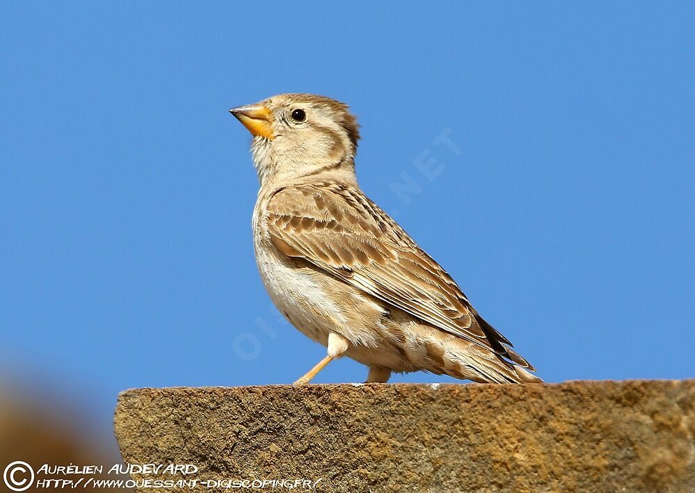 Rock Sparrow