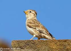 Rock Sparrow