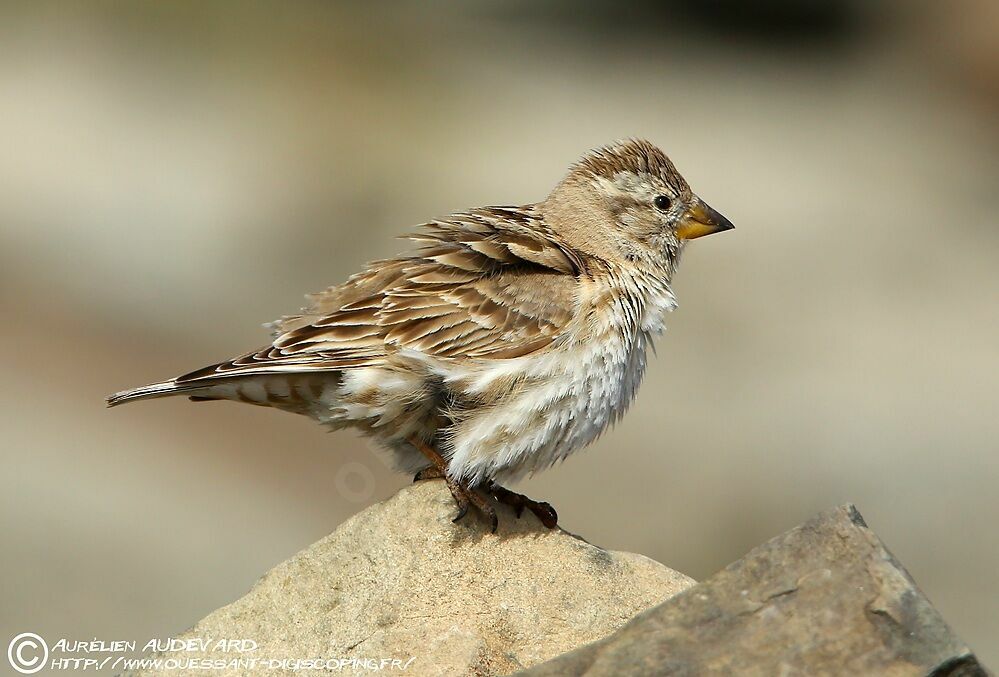 Rock Sparrow