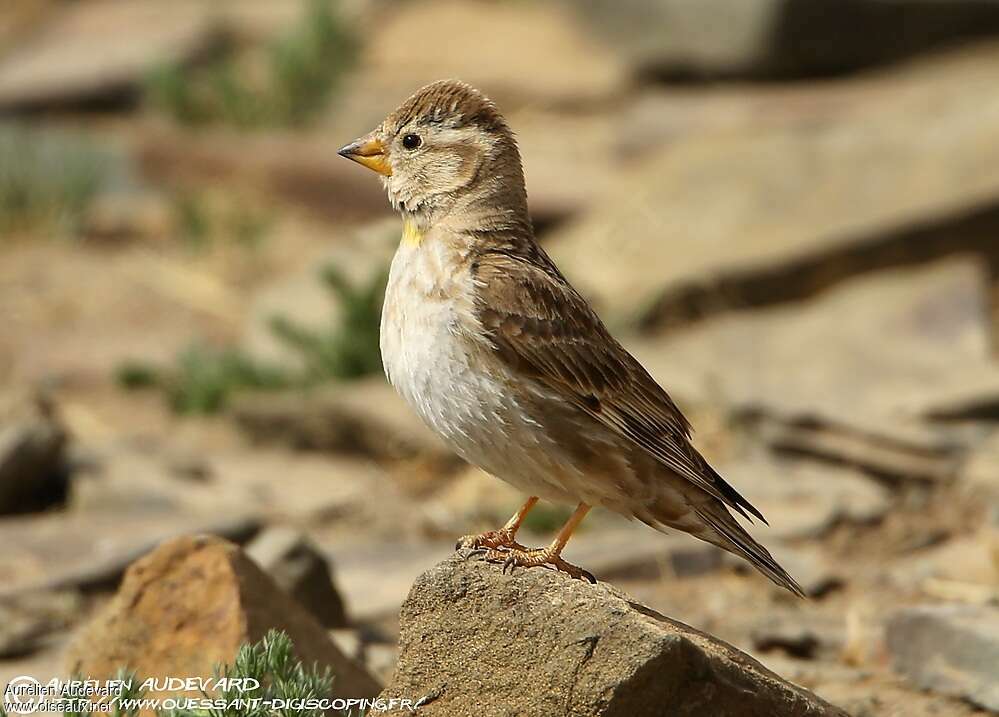 Rock Sparrowadult, identification