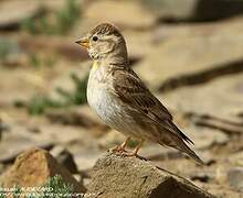 Rock Sparrow