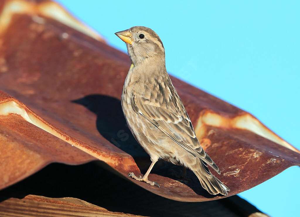 Moineau soulcie