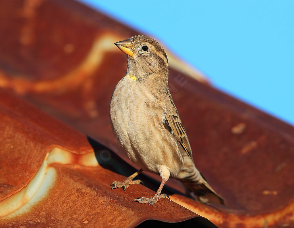 Rock Sparrow, identification