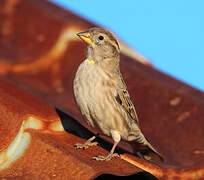 Rock Sparrow