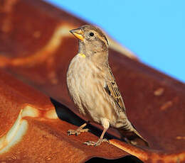 Moineau soulcie