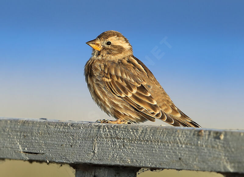 Rock Sparrow, identification