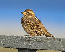 Rock Sparrow