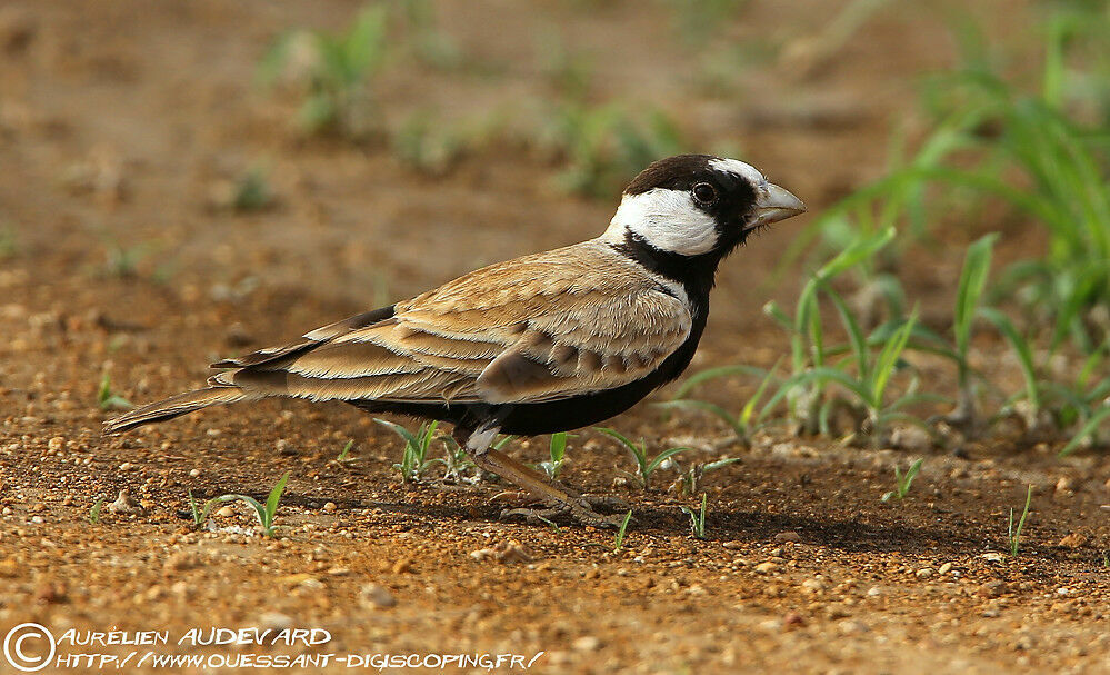 Black-crowned Sparrow-Lark