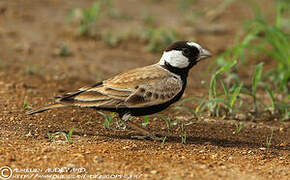 Black-crowned Sparrow-Lark