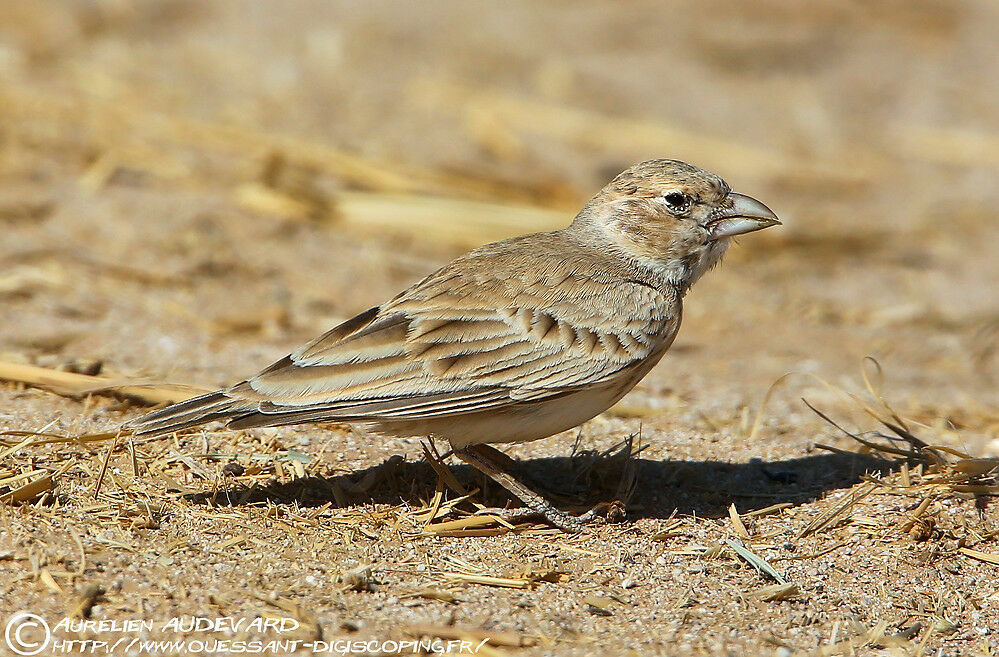 Black-crowned Sparrow-Lark