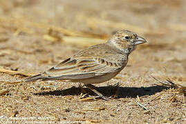 Black-crowned Sparrow-Lark