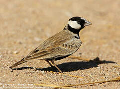 Black-crowned Sparrow-Lark