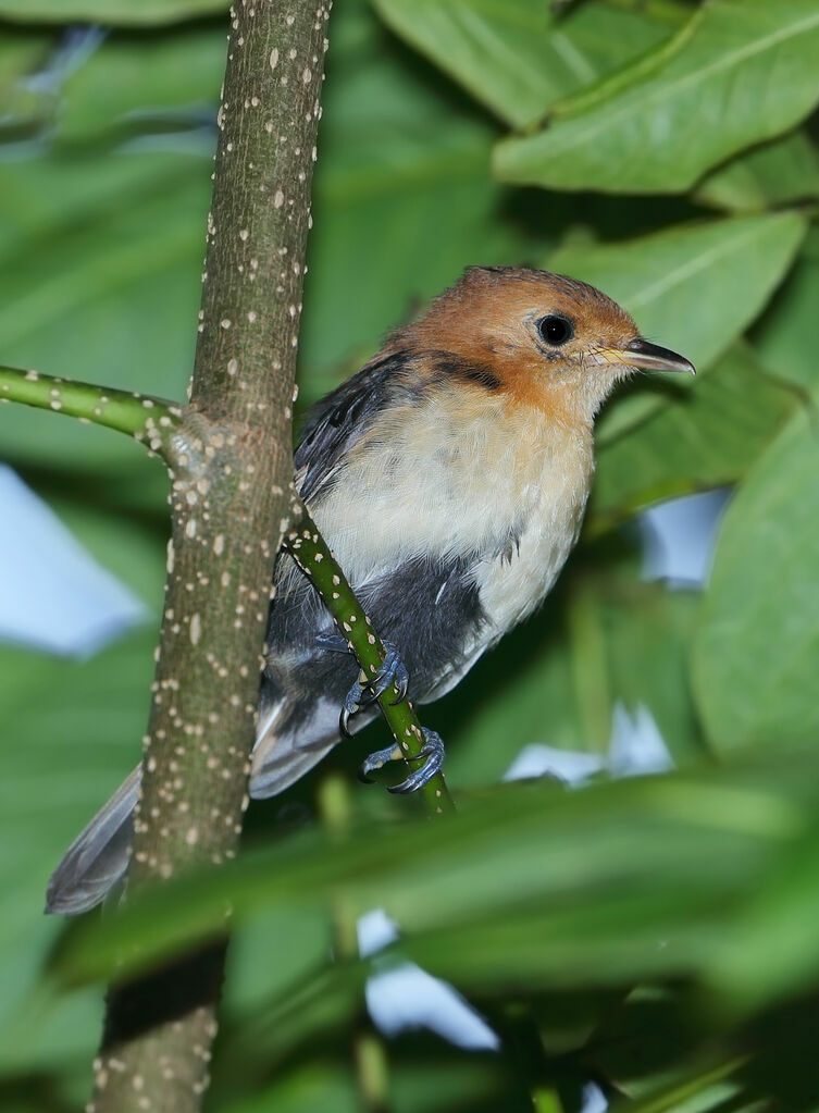 Monarque de Tahiti1ère année, identification