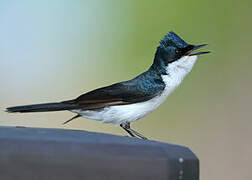 Paperbark Flycatcher