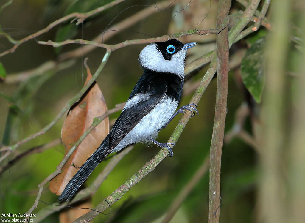 Pied Monarch male adult, identification