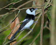 Pied Monarch