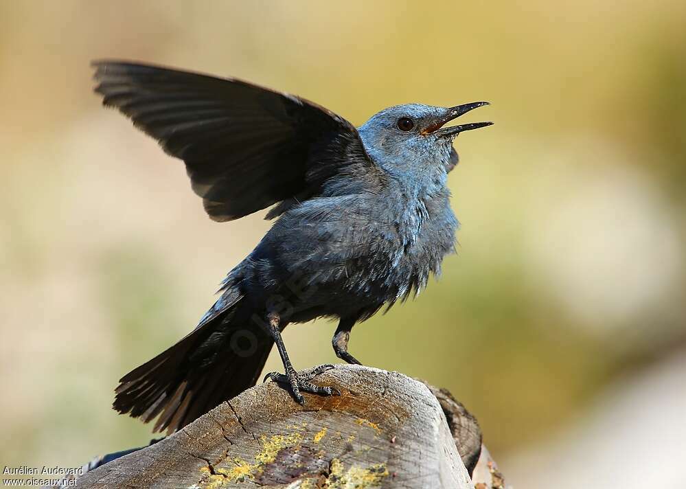 Blue Rock Thrush male adult breeding, song