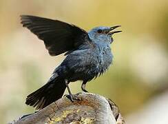 Blue Rock Thrush