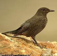 Blue Rock Thrush