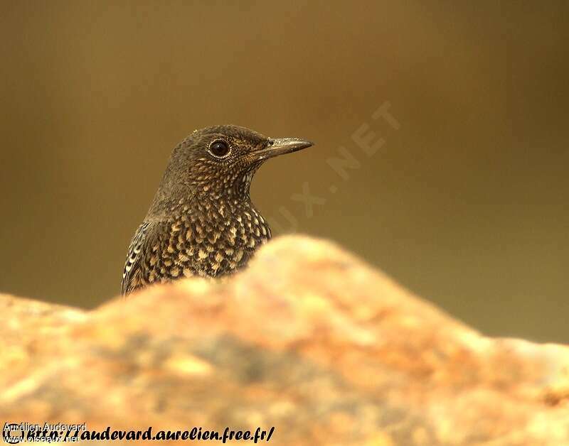 Blue Rock Thrushjuvenile, close-up portrait