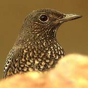 Blue Rock Thrush