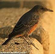 Blue Rock Thrush