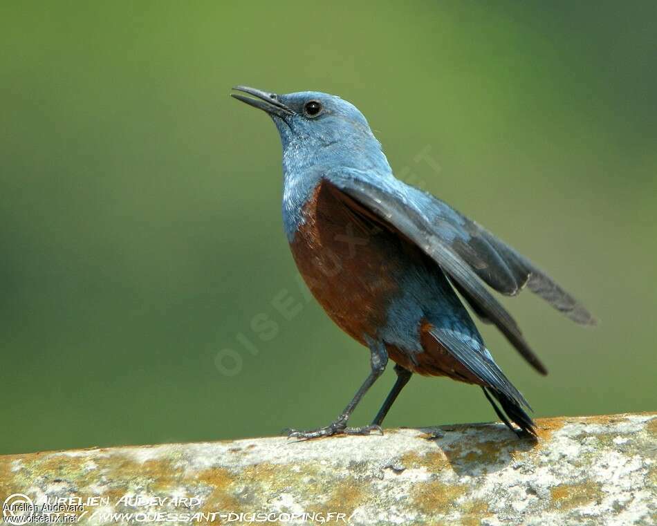 Blue Rock Thrush male adult breeding, identification