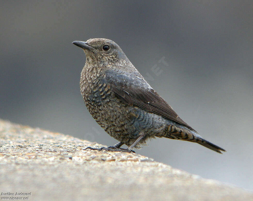 Monticole bleu femelle adulte internuptial, identification
