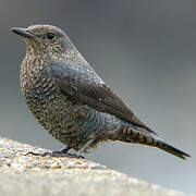 Blue Rock Thrush