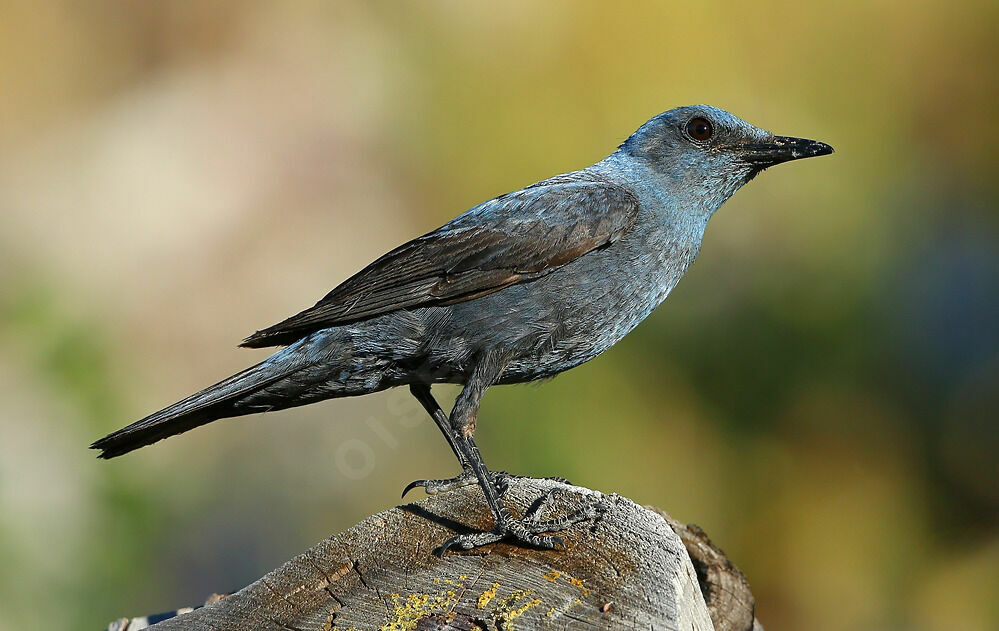 Monticole bleu mâle adulte nuptial, identification