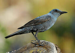 Blue Rock Thrush