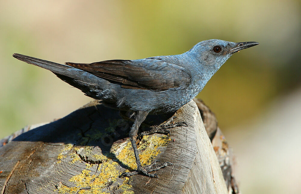 Blue Rock Thrush male adult breeding, identification, Behaviour