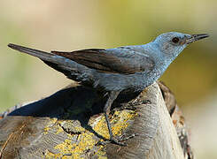 Blue Rock Thrush