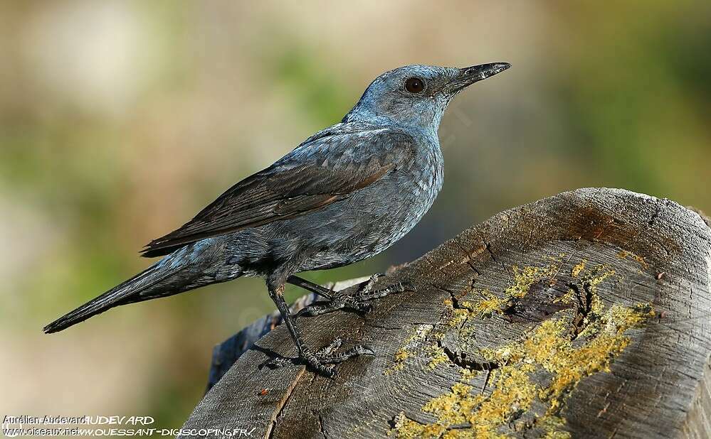 Blue Rock Thrush male adult breeding, identification