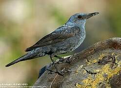 Blue Rock Thrush