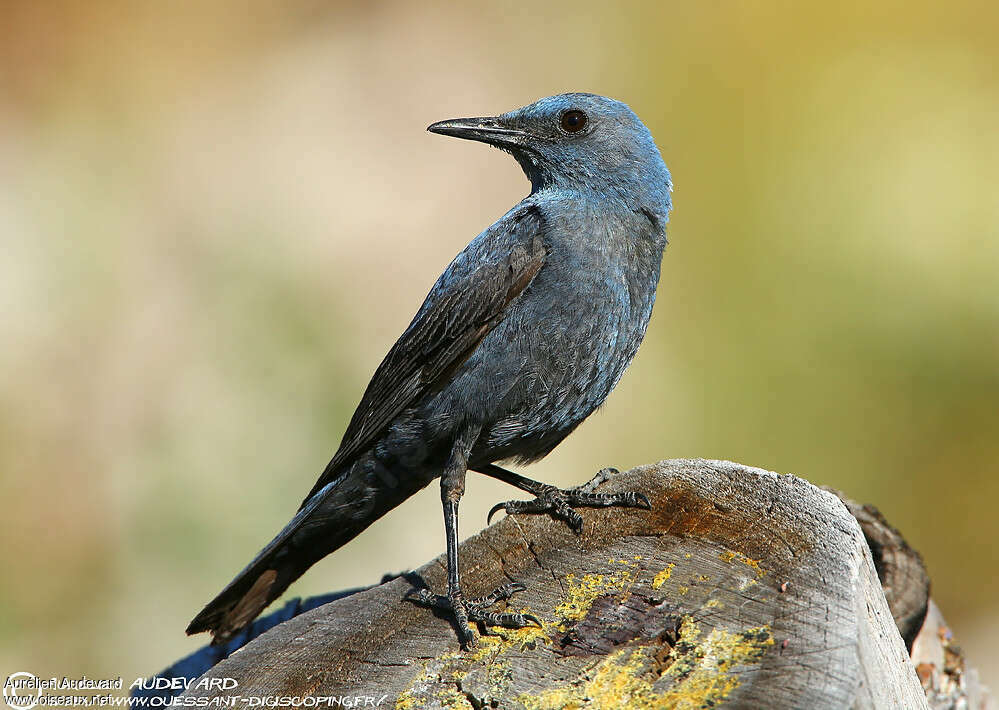 Blue Rock Thrush male adult breeding, identification