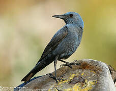 Blue Rock Thrush