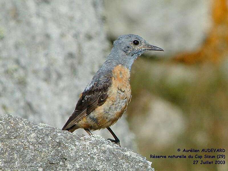 Common Rock Thrush male Second year, identification