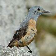 Common Rock Thrush