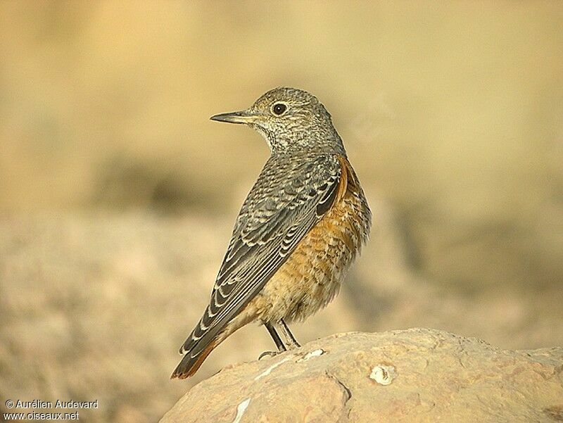 Common Rock Thrush