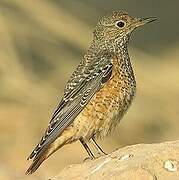 Common Rock Thrush