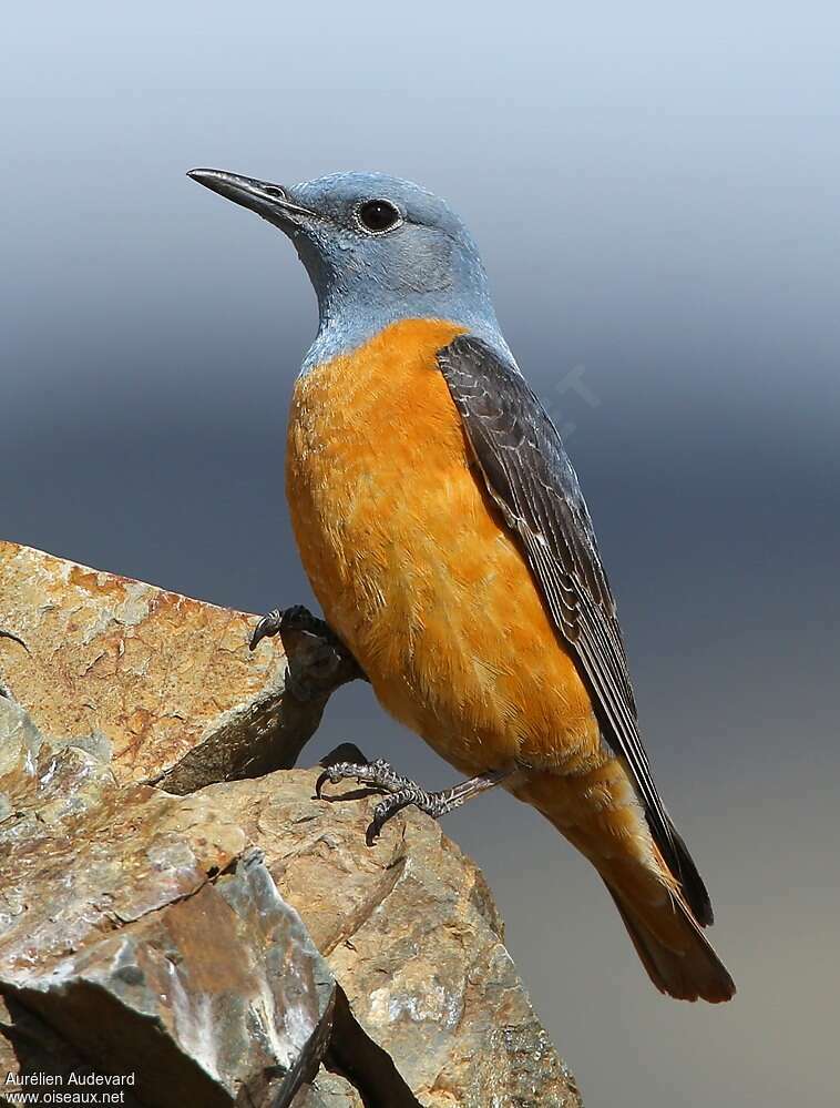 Common Rock Thrush male adult breeding, close-up portrait