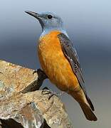 Common Rock Thrush