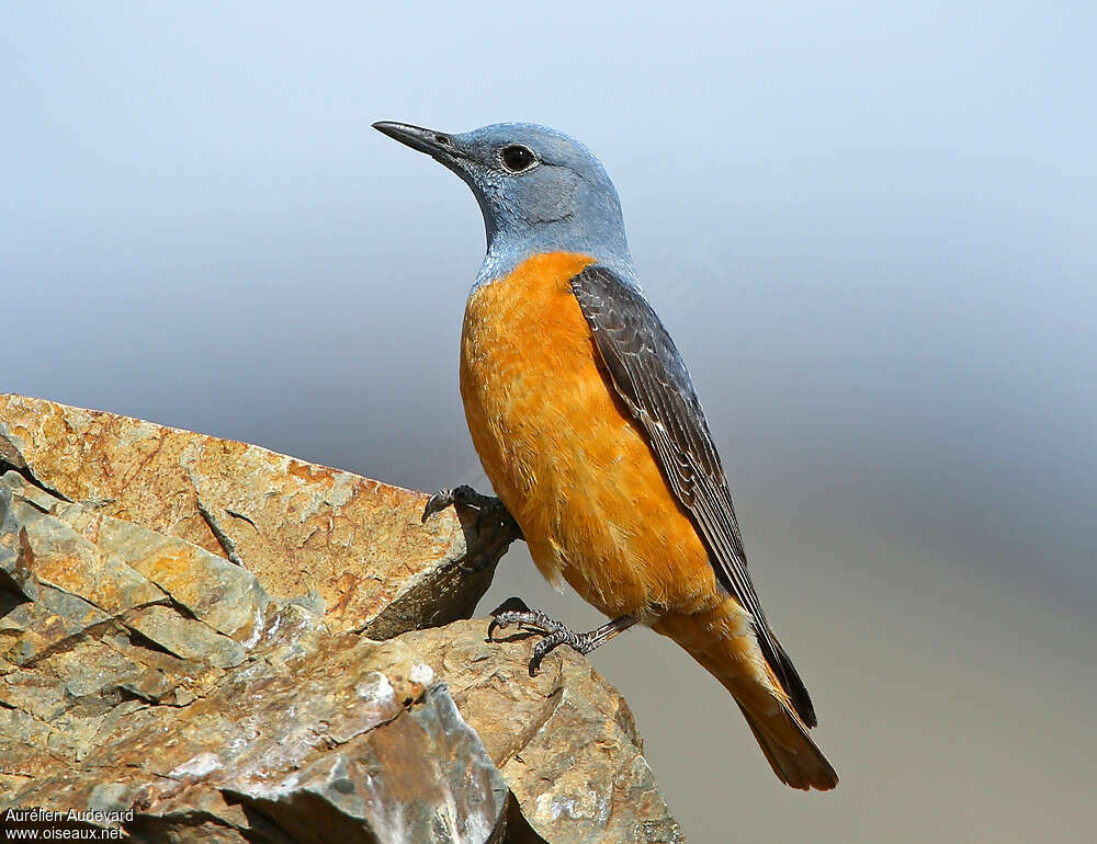 Common Rock Thrush male adult breeding, habitat, pigmentation, Behaviour