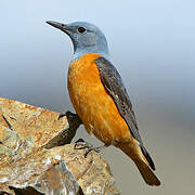 Common Rock Thrush